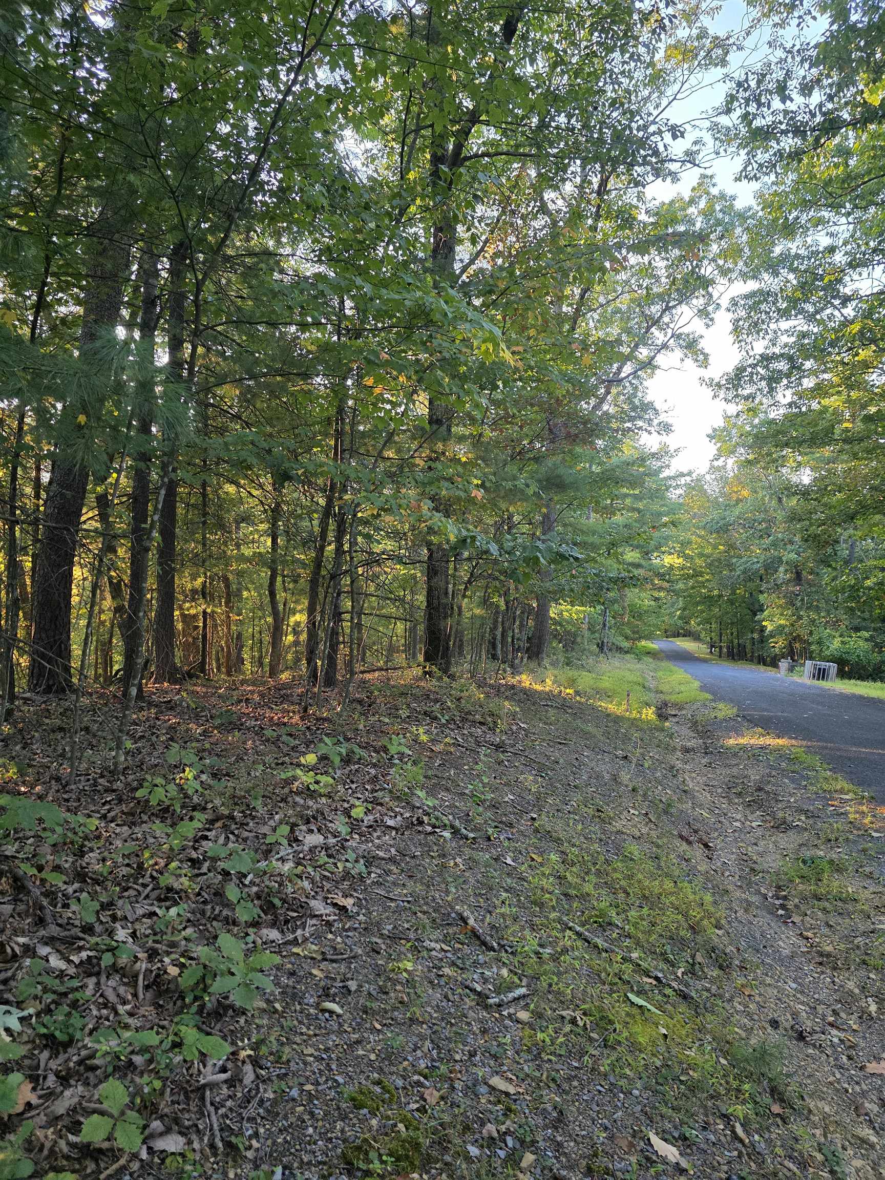 0 Lerner Lane Mount Jackson, VA 22842 - Photo 3 of 6 a view of a forest with trees in the background