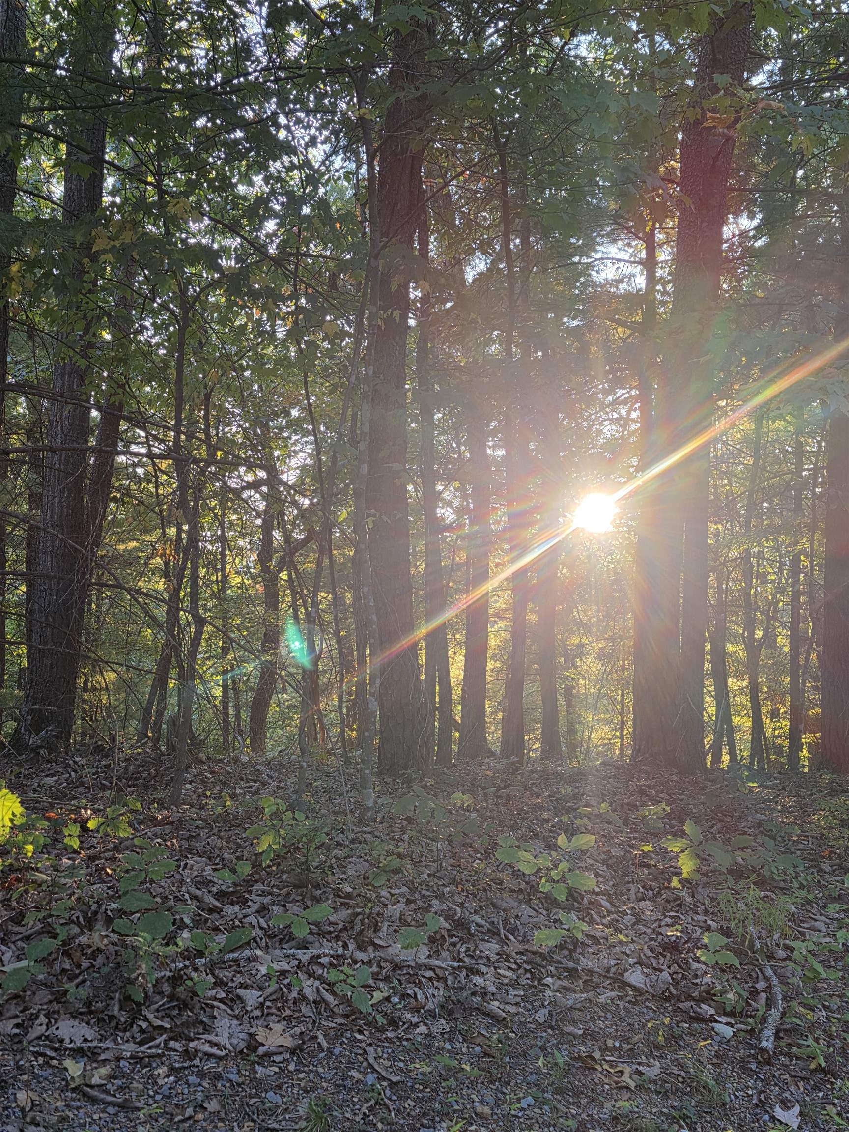 0 Lerner Lane Mount Jackson, VA 22842 - Photo 4 of 6 a view of a yard