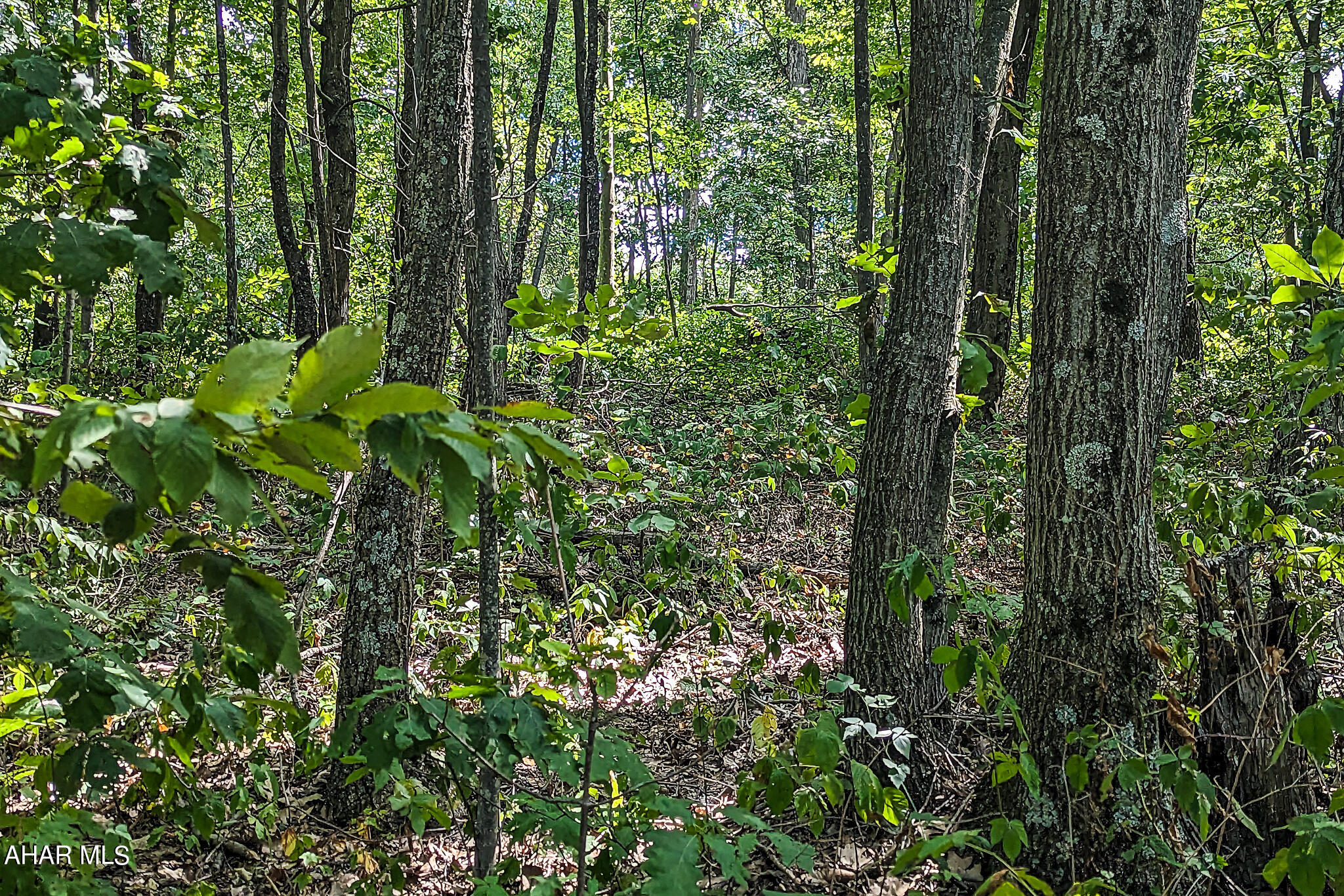 Off Addison Ridge Road Clearville, PA 15535 - Photo 13 of 18