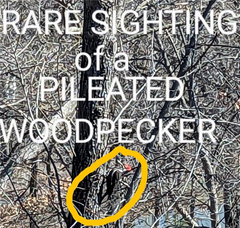 6205 Chiles Road Blue Springs, MO 64014 - Photo 11 of 48