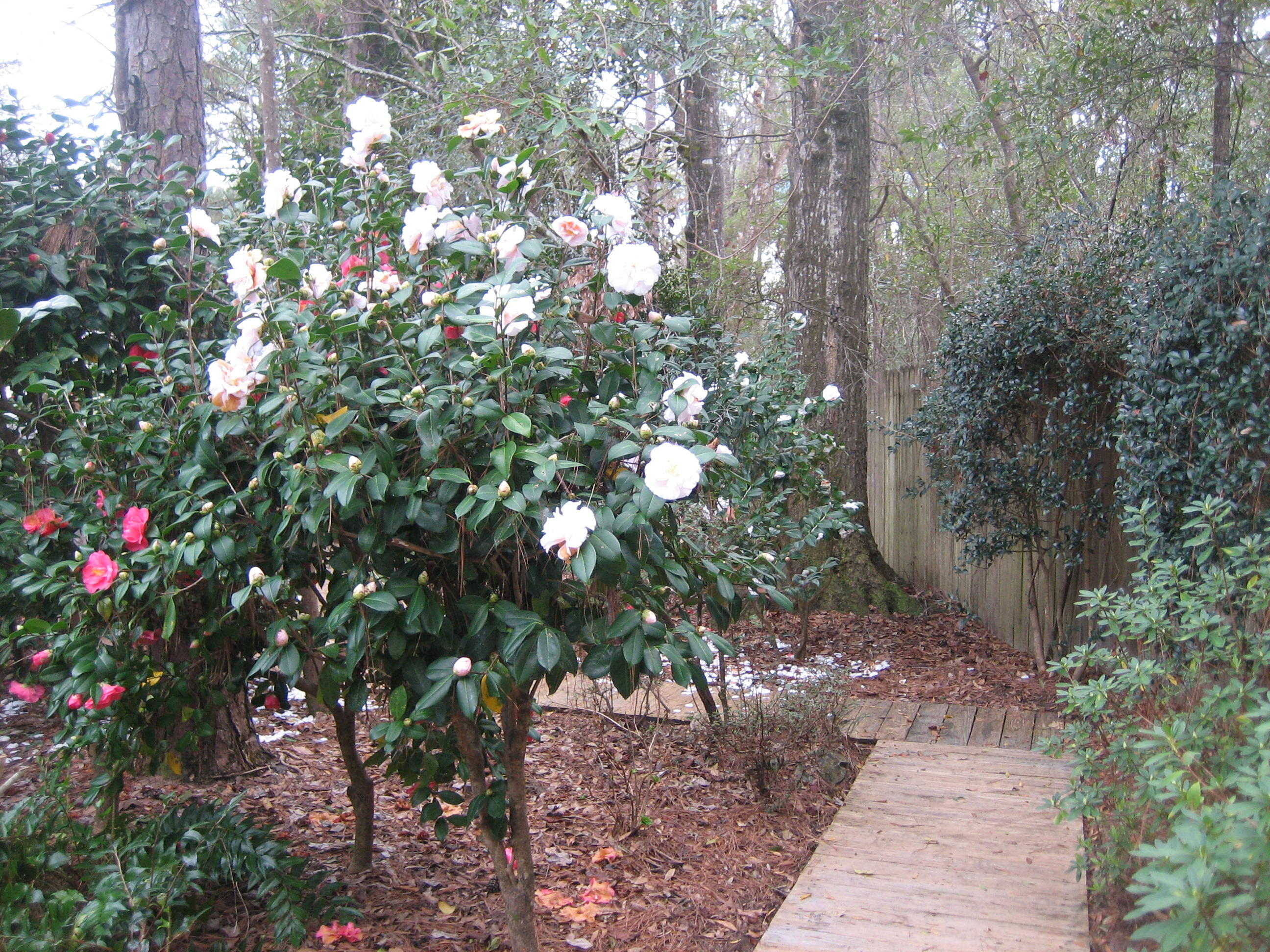 109 Silverhill Road Walterboro, SC 29488 - Photo 33 of 93 IMG_5596