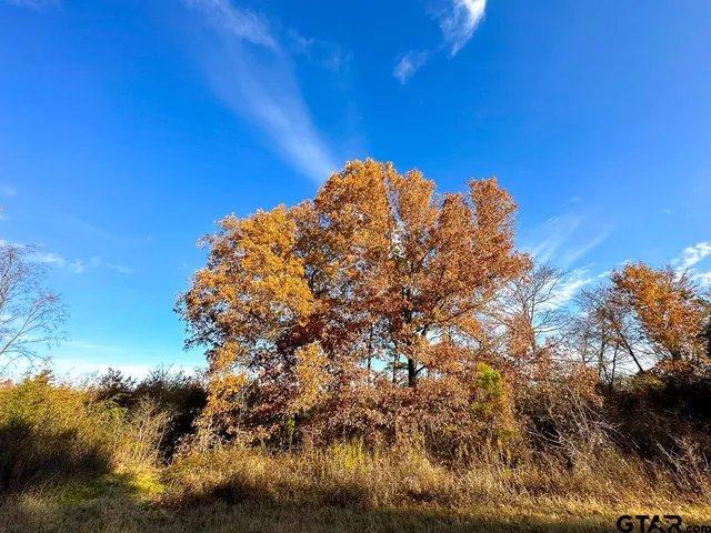 a view of a bunch of trees