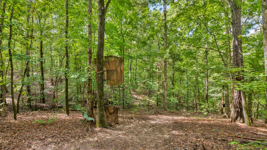 8535 Mathis Store Road Richland, GA 31825 - Photo 9 of 47 Gallery Image 9