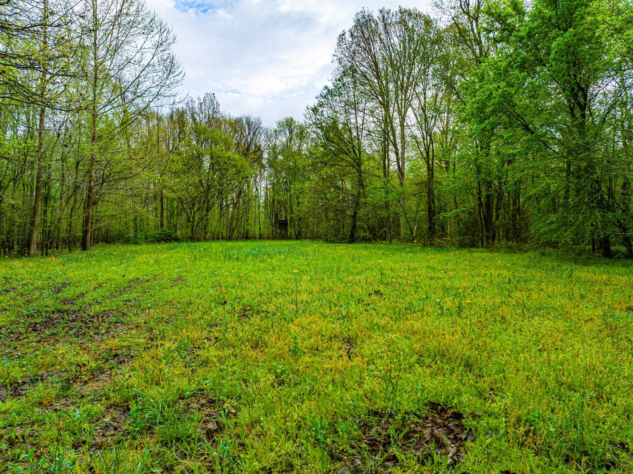 280 Fields Road Dukedom, TN 38226 - Photo 11 of 40 a view of a grassy field with trees in the background