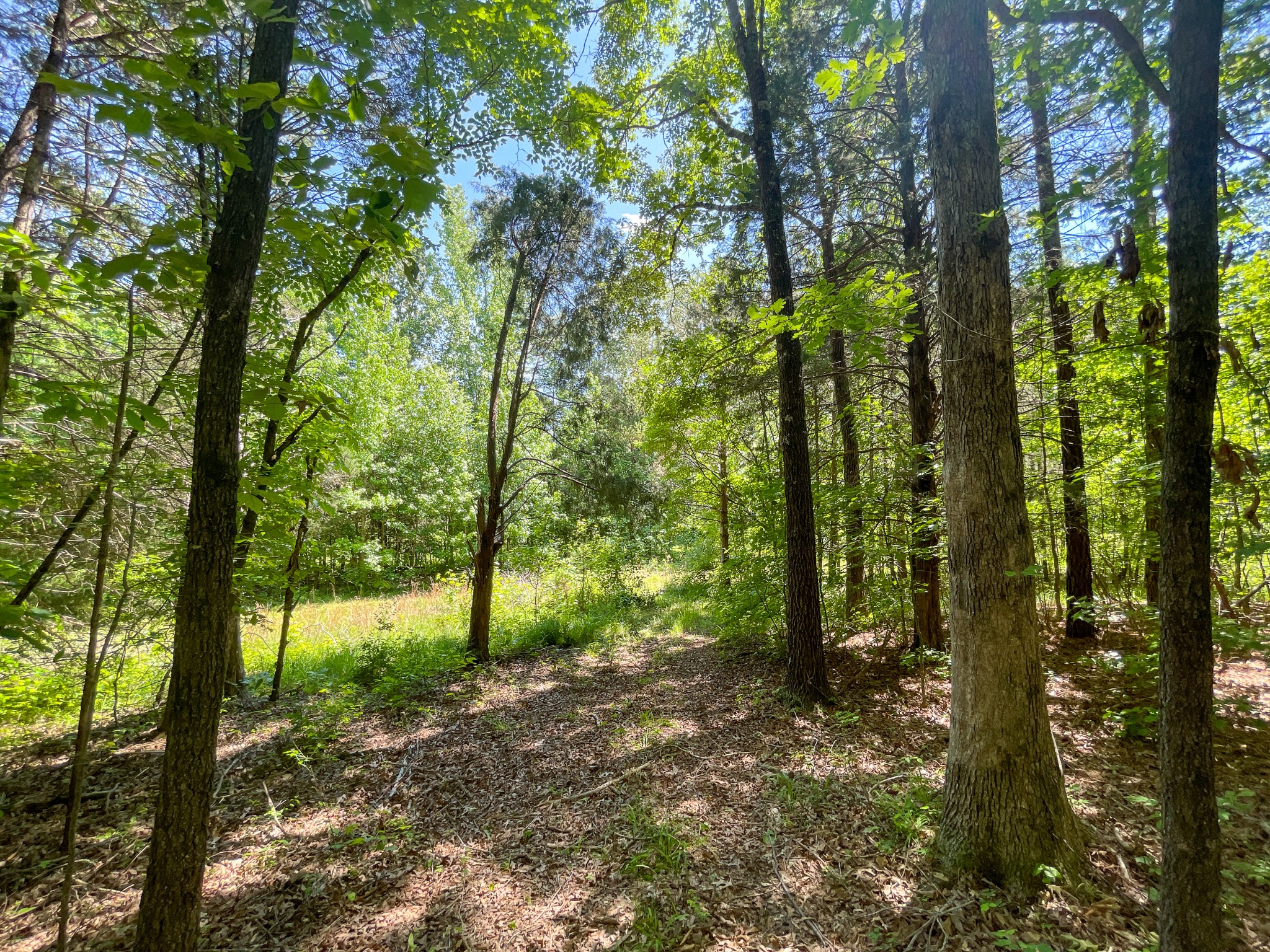 0 Pearson Road Cedar Grove, TN 38321 - Photo 15 of 21