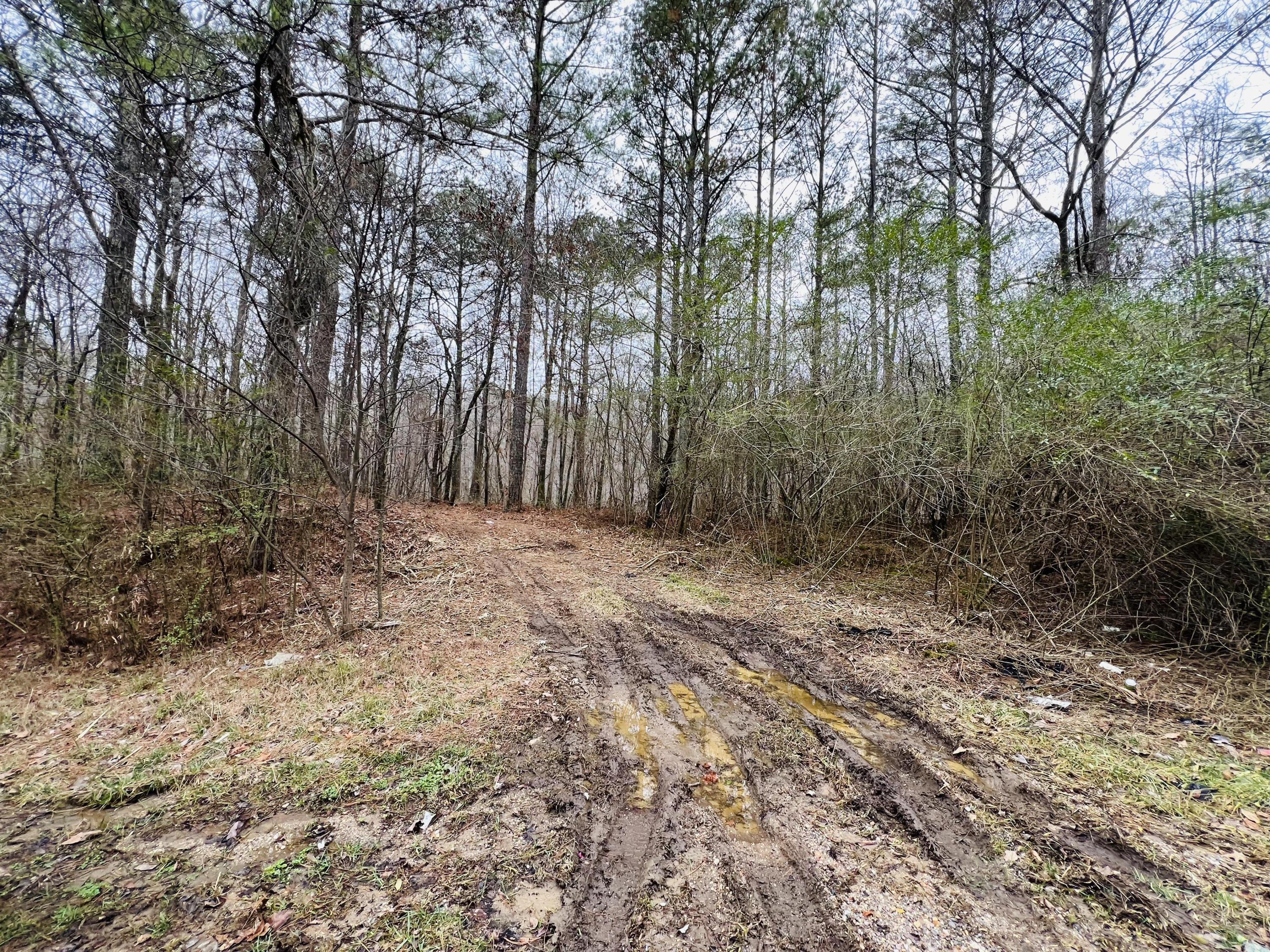 39 Co Road Addison, AL 35540 - Photo 6 of 32 Gallery Image 6