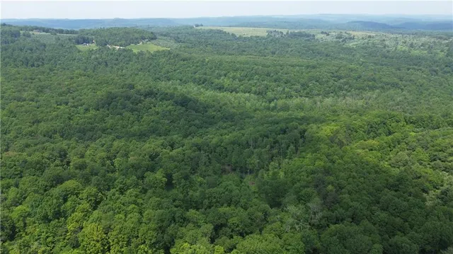 a view of a lush green forest with lush green forest