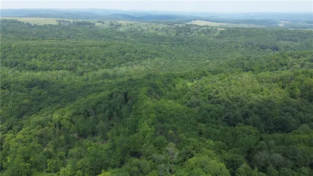 a view of a forest with a lush green forest