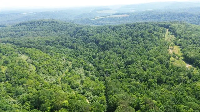 a view of a lush green forest