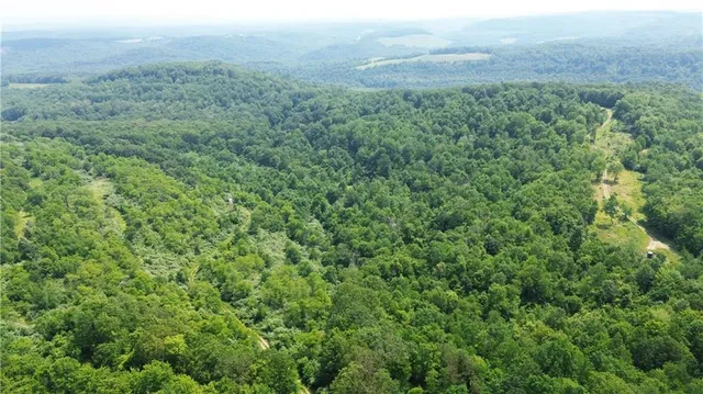 a view of a lush green forest