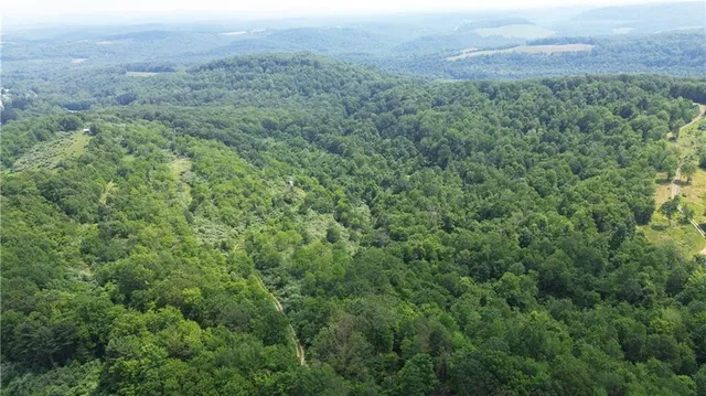 a view of a forest with a street