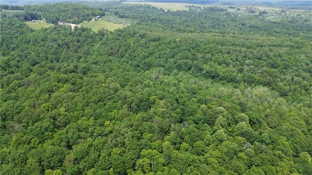 a view of a lush green forest with trees and some houses