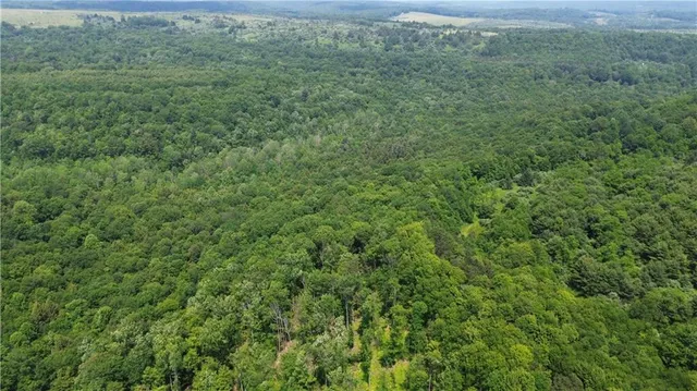 a view of a lush green forest with trees and some houses