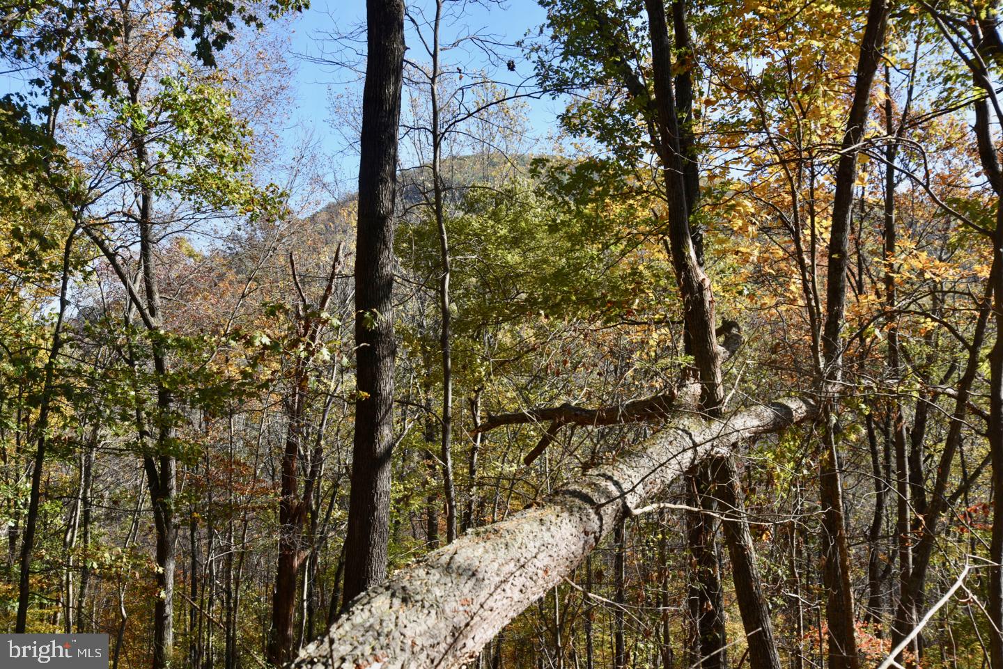 0 Bessie Bell Mountain Road Castleton, VA 22716 - Photo 11 of 14 Bessie Bell from East Trail