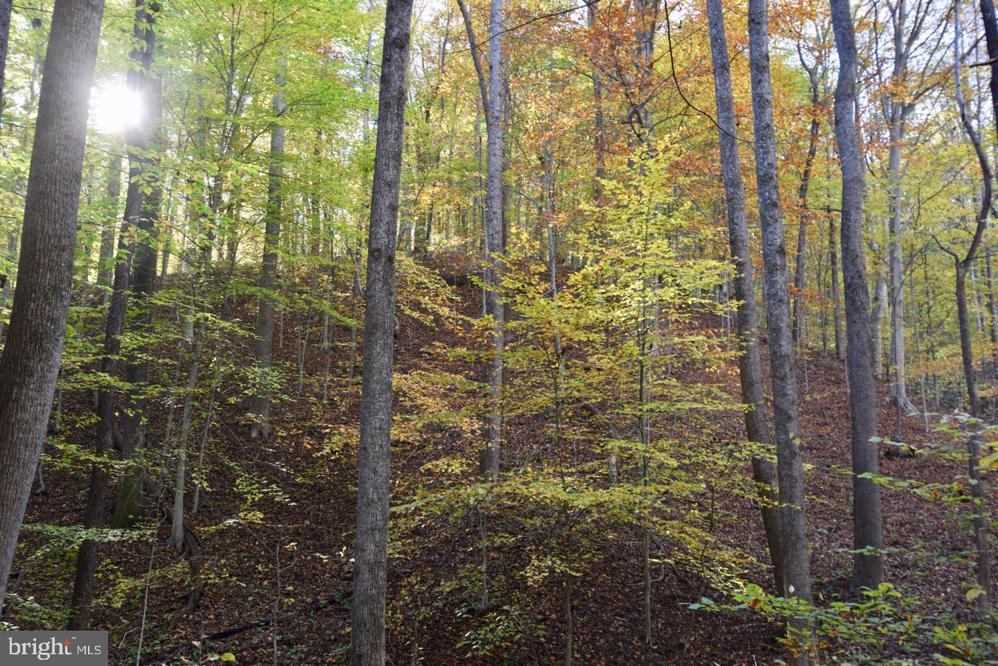 0 Bessie Bell Mountain Road Castleton, VA 22716 - Photo 12 of 14 Beech Tree Grove