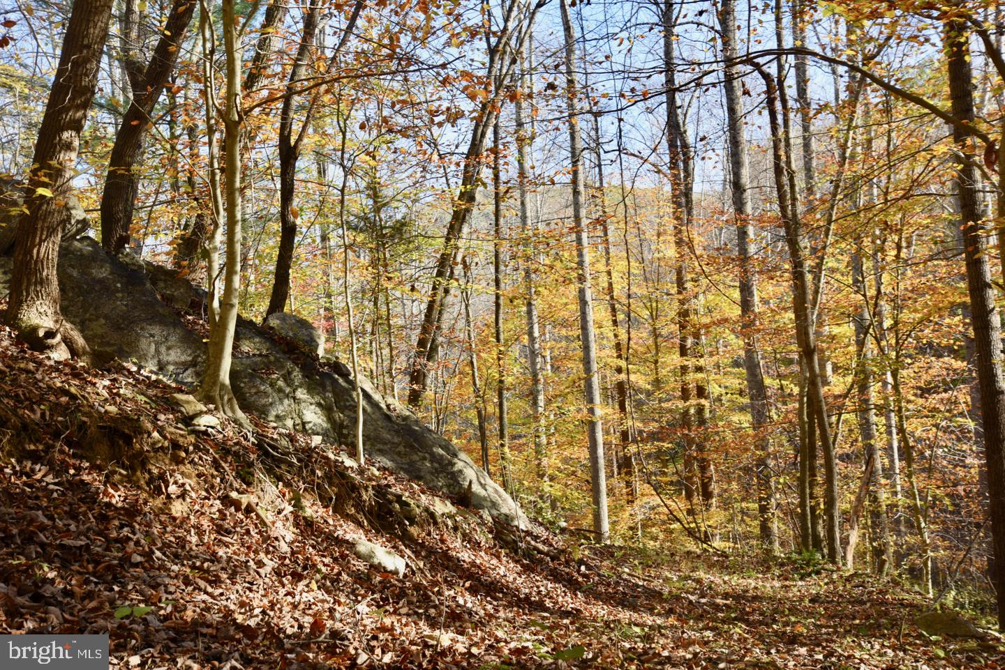 0 Bessie Bell Mountain Road Castleton, VA 22716 - Photo 13 of 14 West Trail