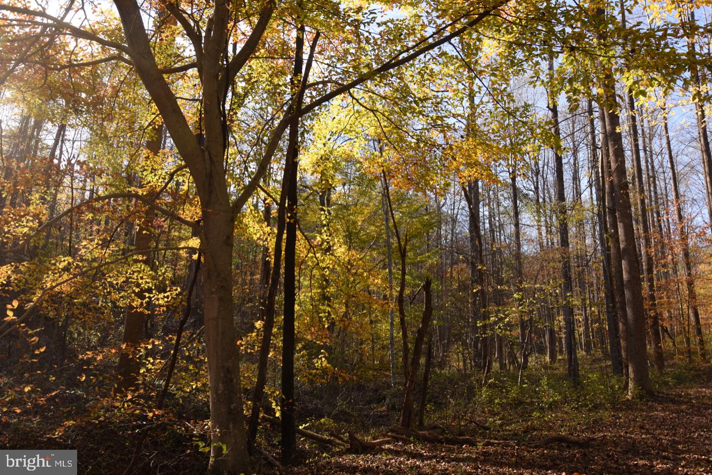 0 Bessie Bell Mountain Road Castleton, VA 22716 - Photo 4 of 14 Trail Along Stream