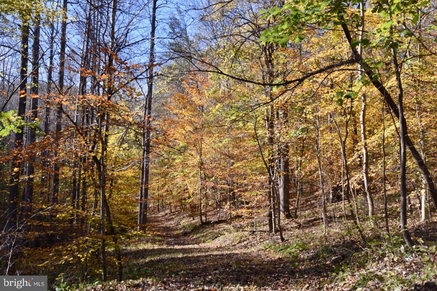0 Bessie Bell Mountain Road Castleton, VA 22716 - Photo 5 of 14 Center Trail