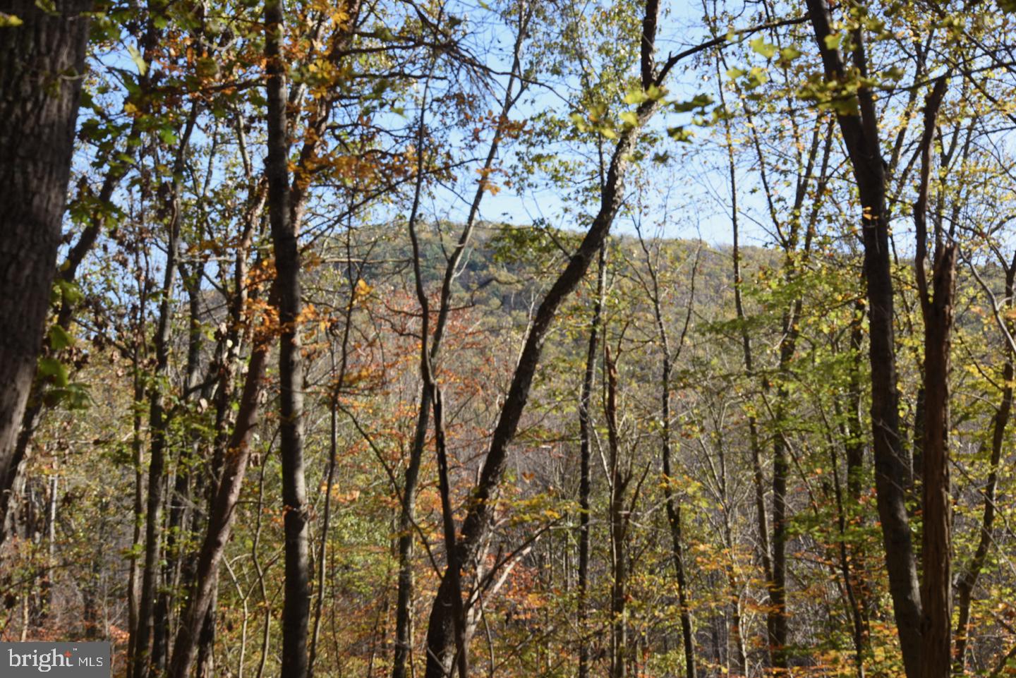 0 Bessie Bell Mountain Road Castleton, VA 22716 - Photo 6 of 14 View of Bessie Bell Mountain