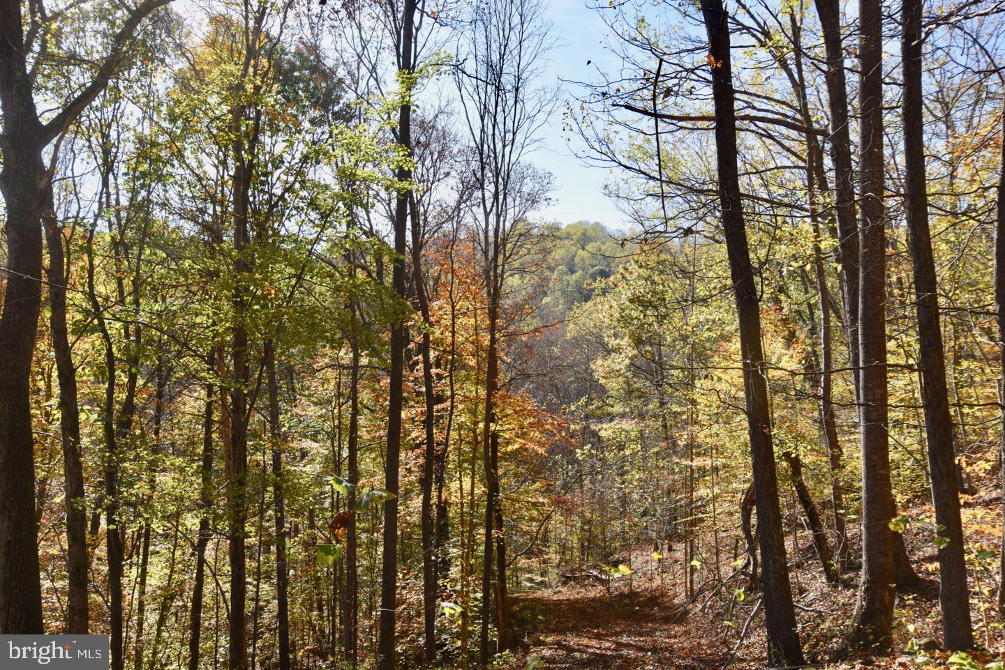 0 Bessie Bell Mountain Road Castleton, VA 22716 - Photo 7 of 14 East Trail