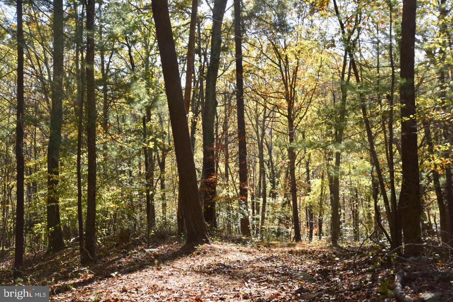 0 Bessie Bell Mountain Road Castleton, VA 22716 - Photo 8 of 14 Transitional Forest