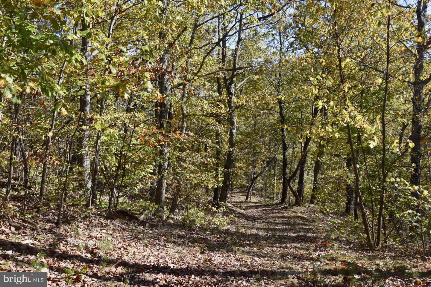 0 Bessie Bell Mountain Road Castleton, VA 22716 - Photo 10 of 14 Down the East Trail