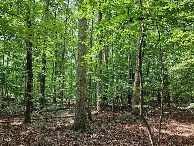 a view of a forest with trees in the background
