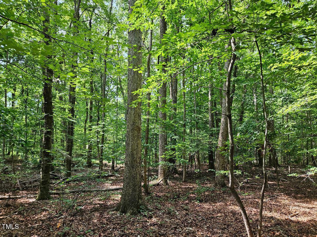 a view of a forest with trees in the background