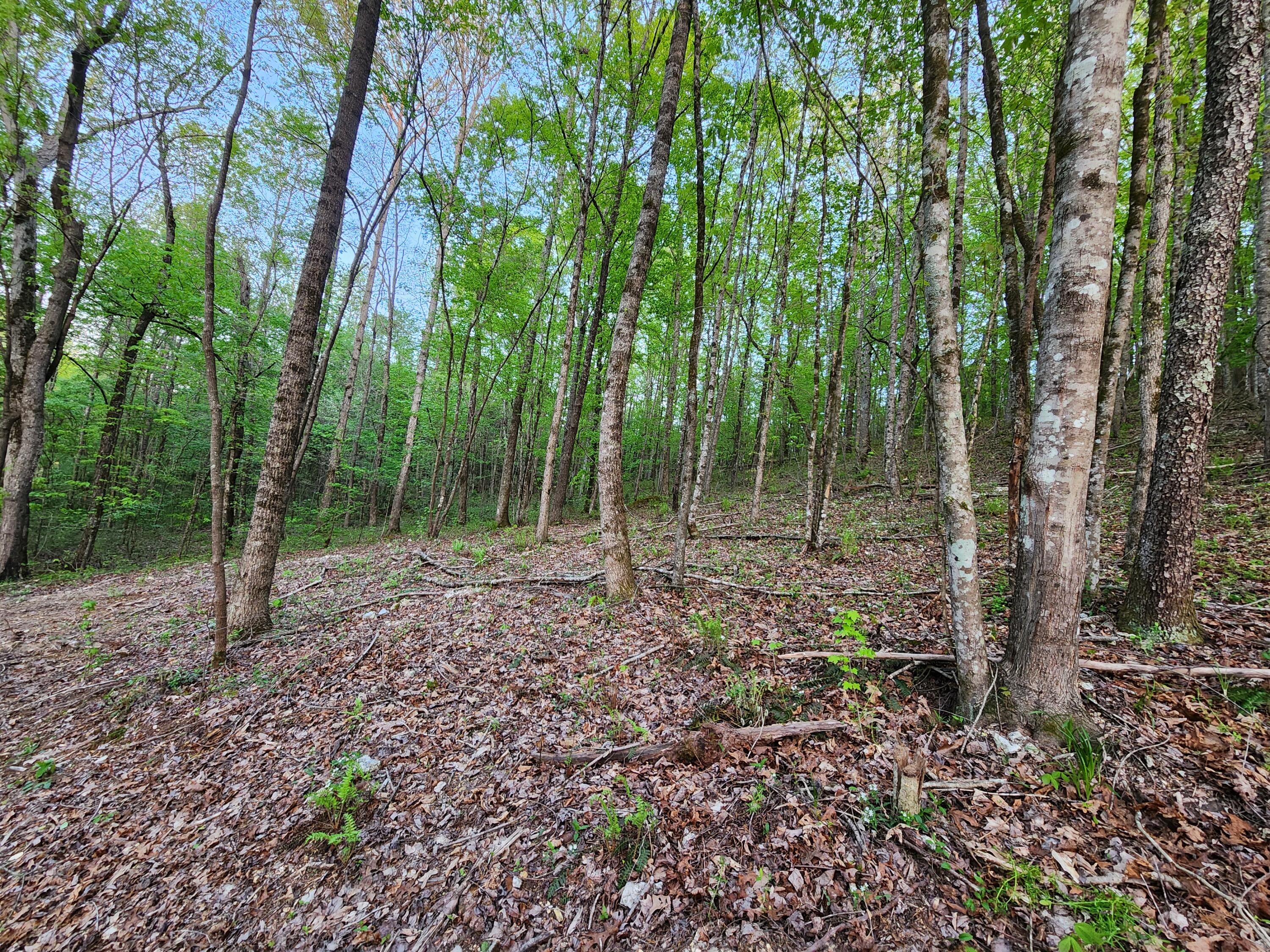 4622 Parker Loop Road Birchwood, TN 37308 - Photo 11 of 26 1000032458