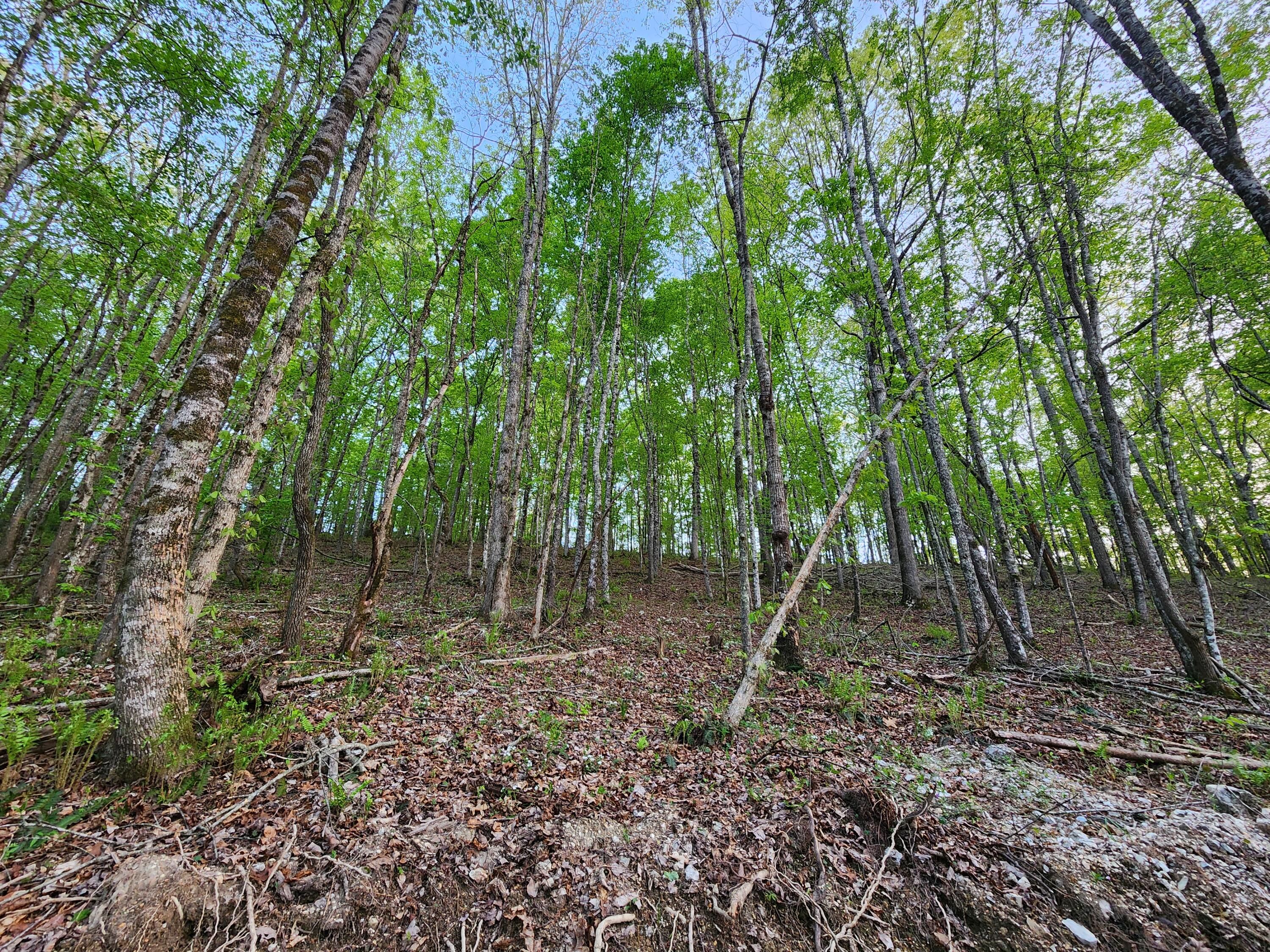 4622 Parker Loop Road Birchwood, TN 37308 - Photo 12 of 26 1000032459