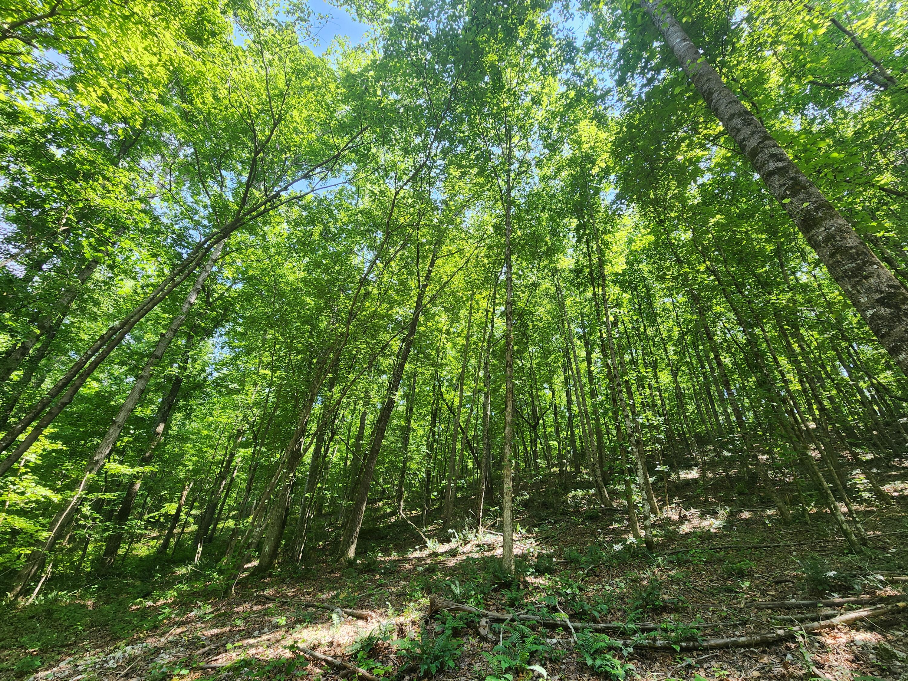 4622 Parker Loop Road Birchwood, TN 37308 - Photo 24 of 26 1000036099