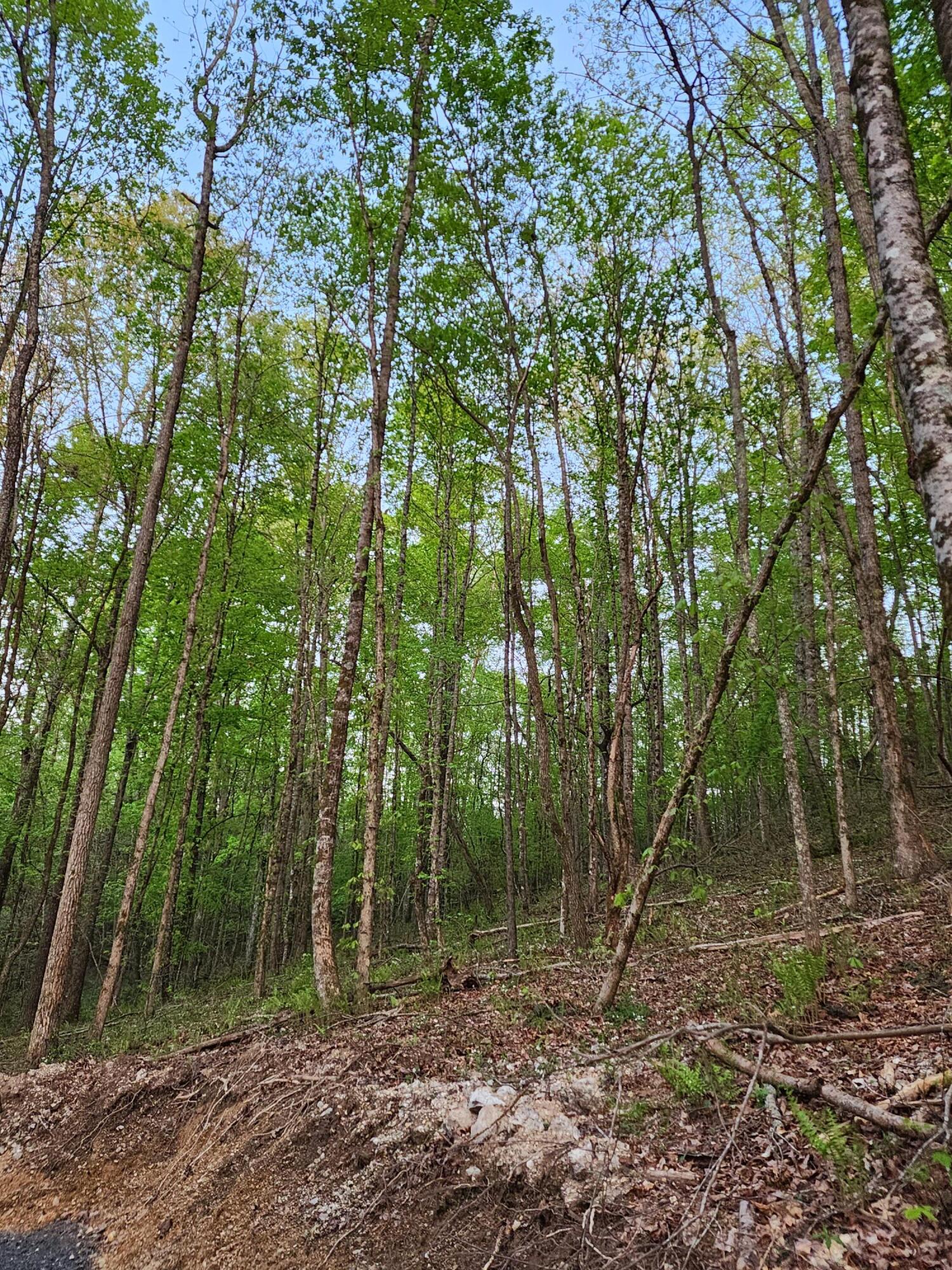 4622 Parker Loop Road Birchwood, TN 37308 - Photo 8 of 26 1000032466