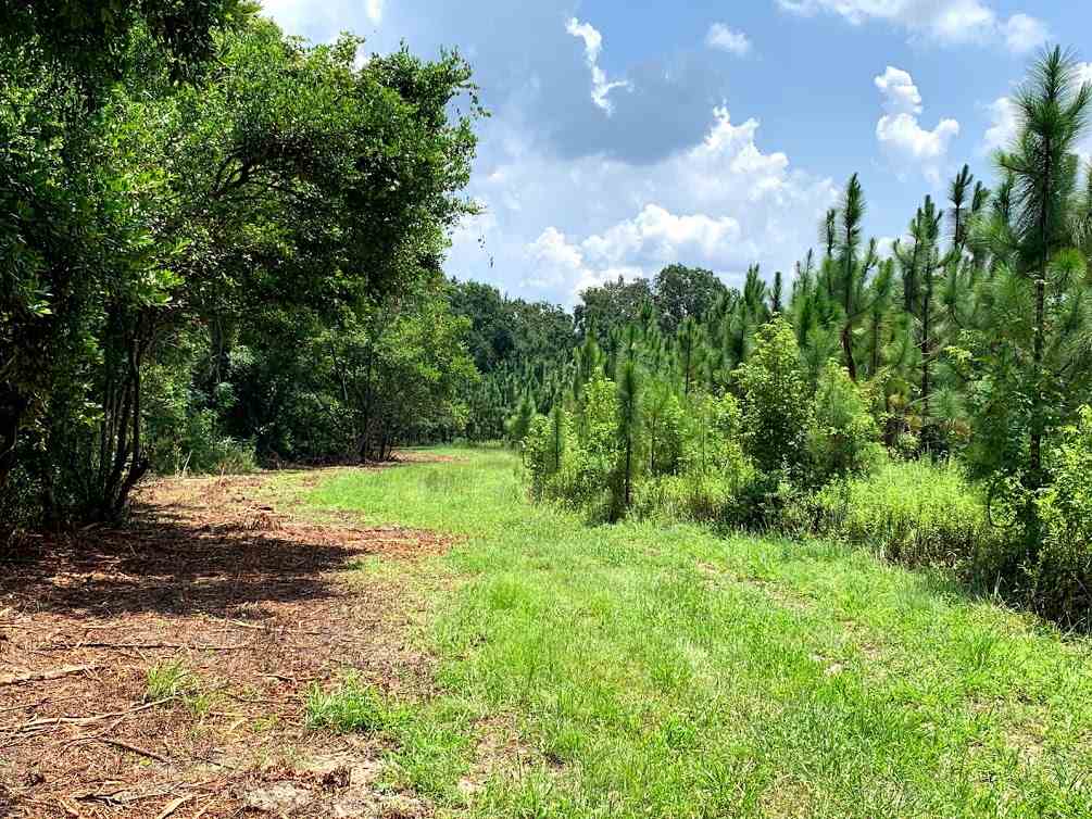 855 Faircloth Road Whigham, GA 39897 - Photo 8 of 36