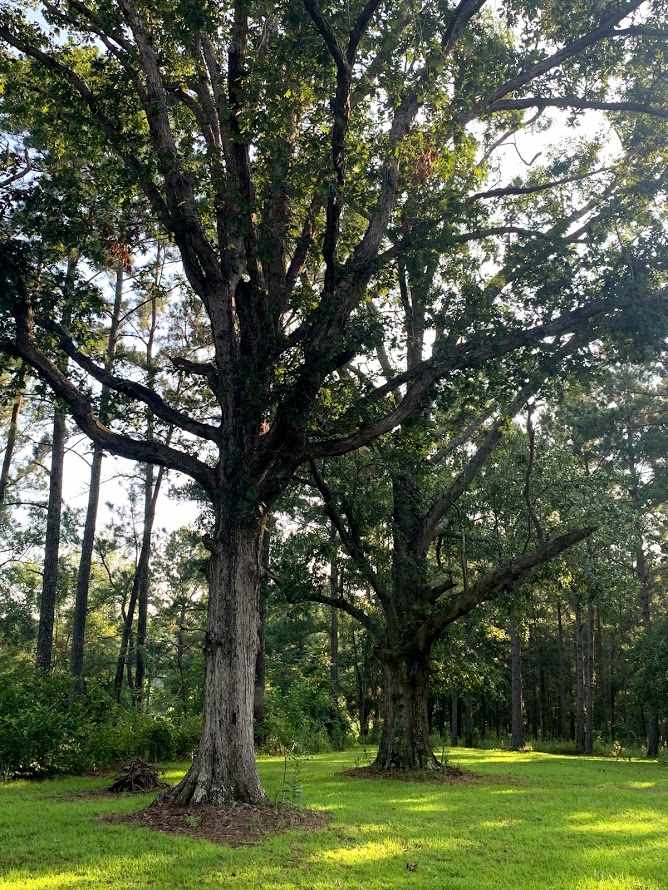 855 Faircloth Road Whigham, GA 39897 - Photo 10 of 36