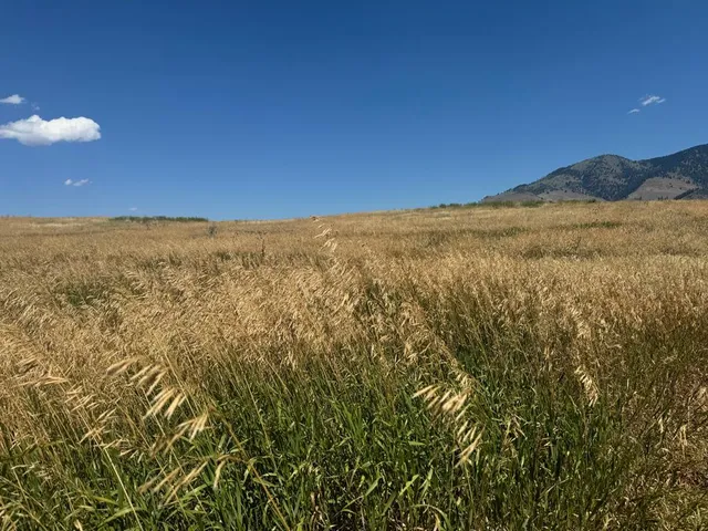 $150,000 | Lot 29 Whitewater Wilderness Drive, Unit 29, Pollock, ID 83547