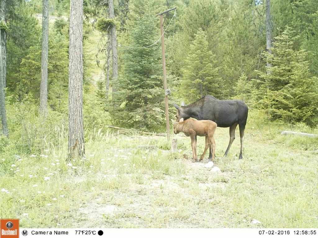 4879 Springdale Hunters Road Springdale, WA 99173 - Photo 14 of 20