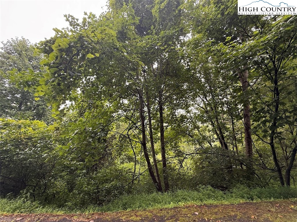 Stoney Brook Drive Lansing, NC 28643 - Photo 5 of 25 a view of forest