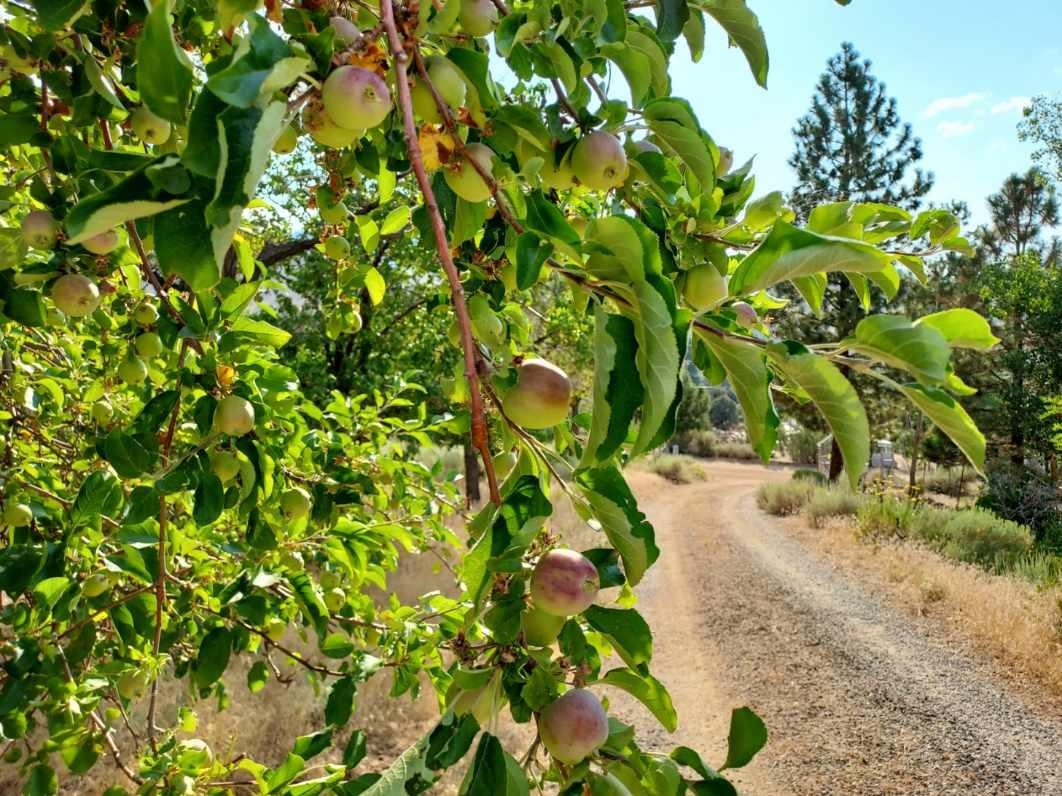 59 Dry Canyon Road Coleville, CA 96107 - Photo 12 of 15 Empty room with dark carpet and a ceiling fan