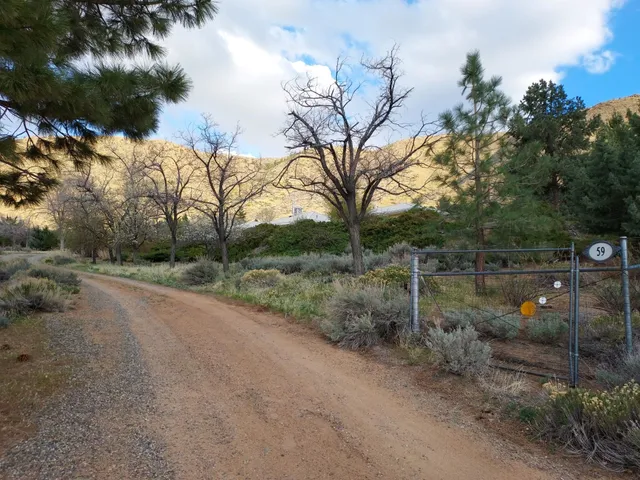 a view of a yard with plants and trees