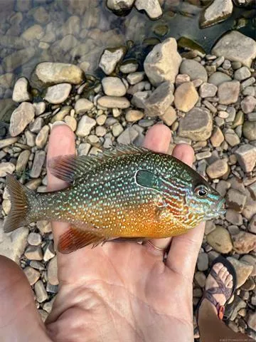 a view of a backyard of a house with a yard