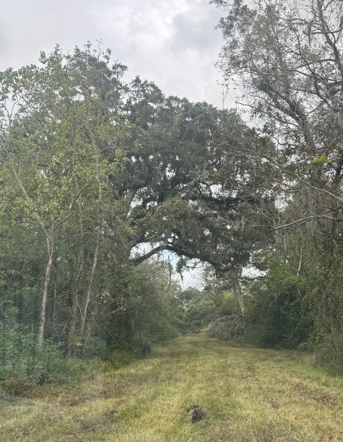 408 FM 522 Road West Columbia, TX 77486 - Photo 2 of 5 a view of forest
