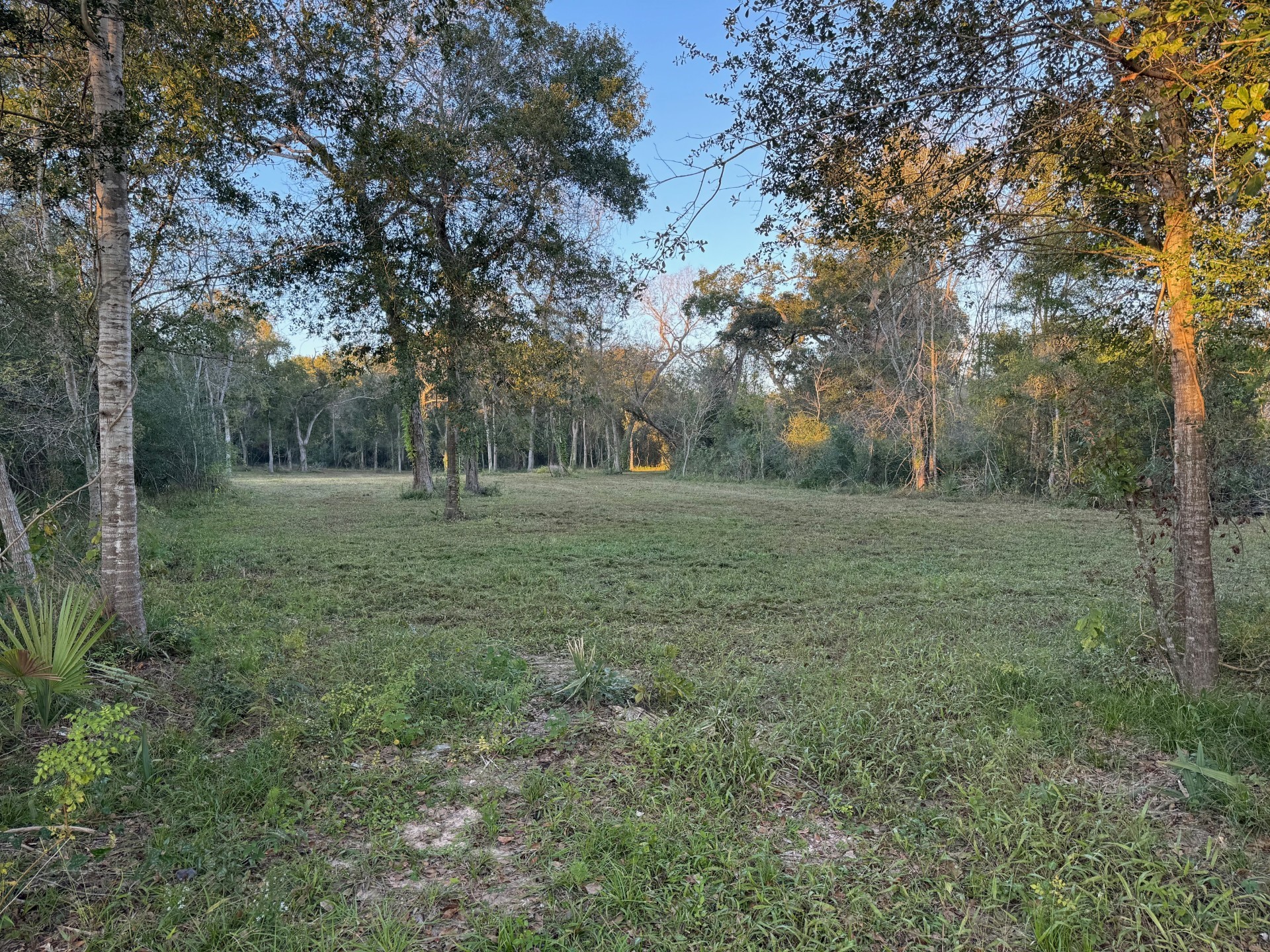 408 FM 522 Road West Columbia, TX 77486 - Photo 3 of 5 a big yard with lots of green space and deers