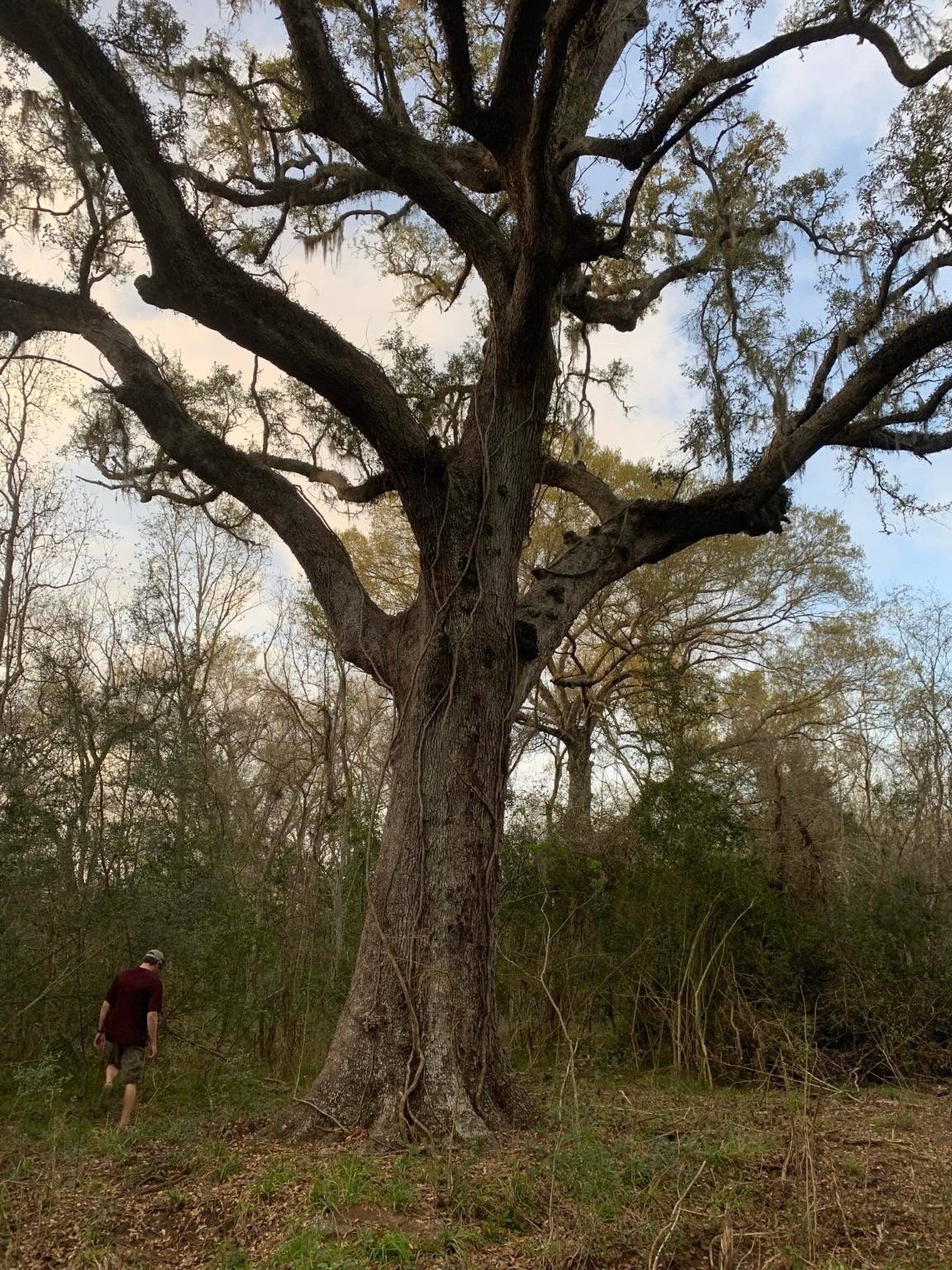 408 FM 522 Road West Columbia, TX 77486 - Photo 5 of 5 a backyard of a house with lots of green space