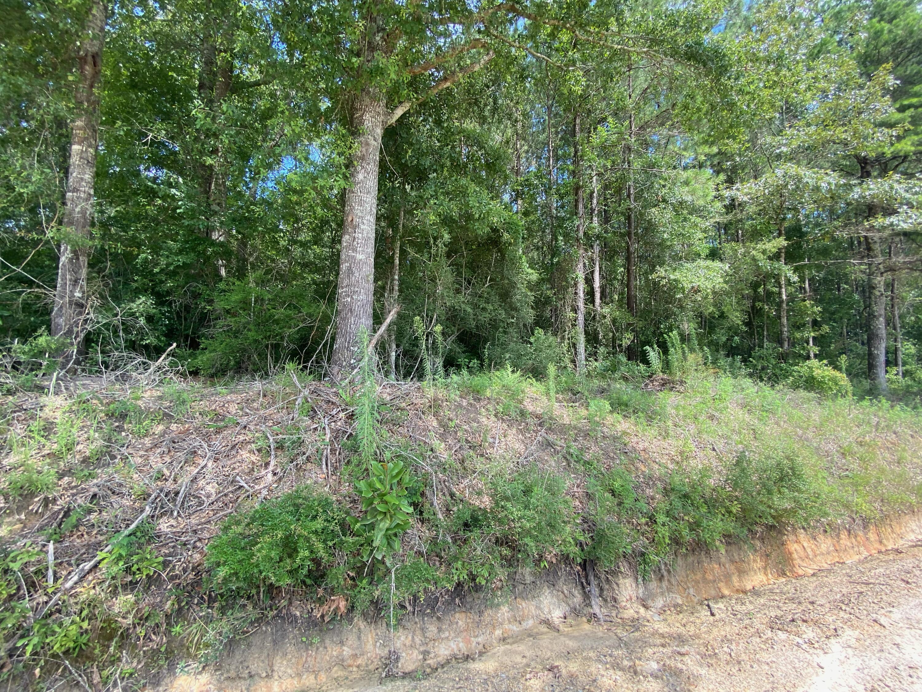 38-ac Henderson Bridge Road Opp, AL 36467 - Photo 22 of 25 a view of a forest filled with trees