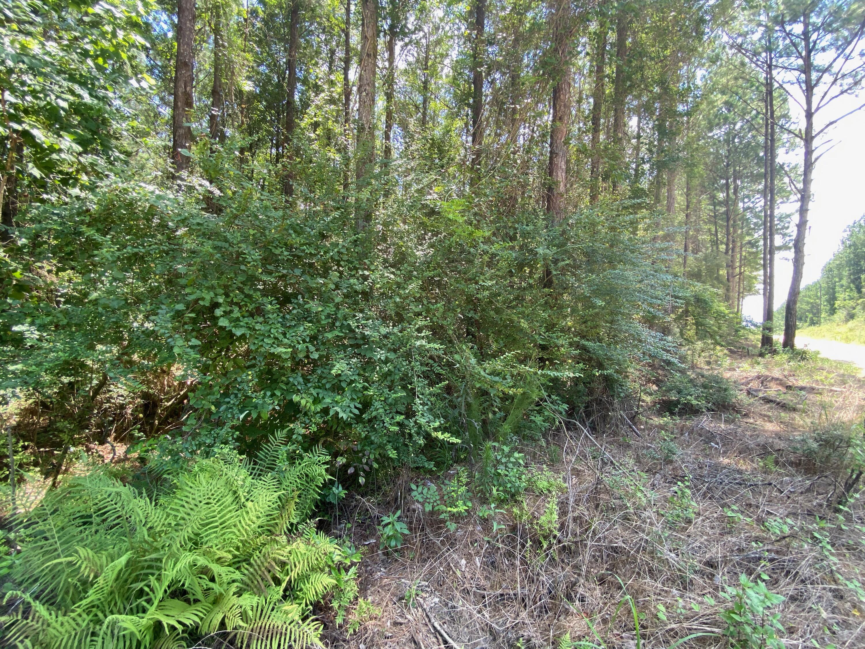 38-ac Henderson Bridge Road Opp, AL 36467 - Photo 24 of 25 a view of a lush green forest