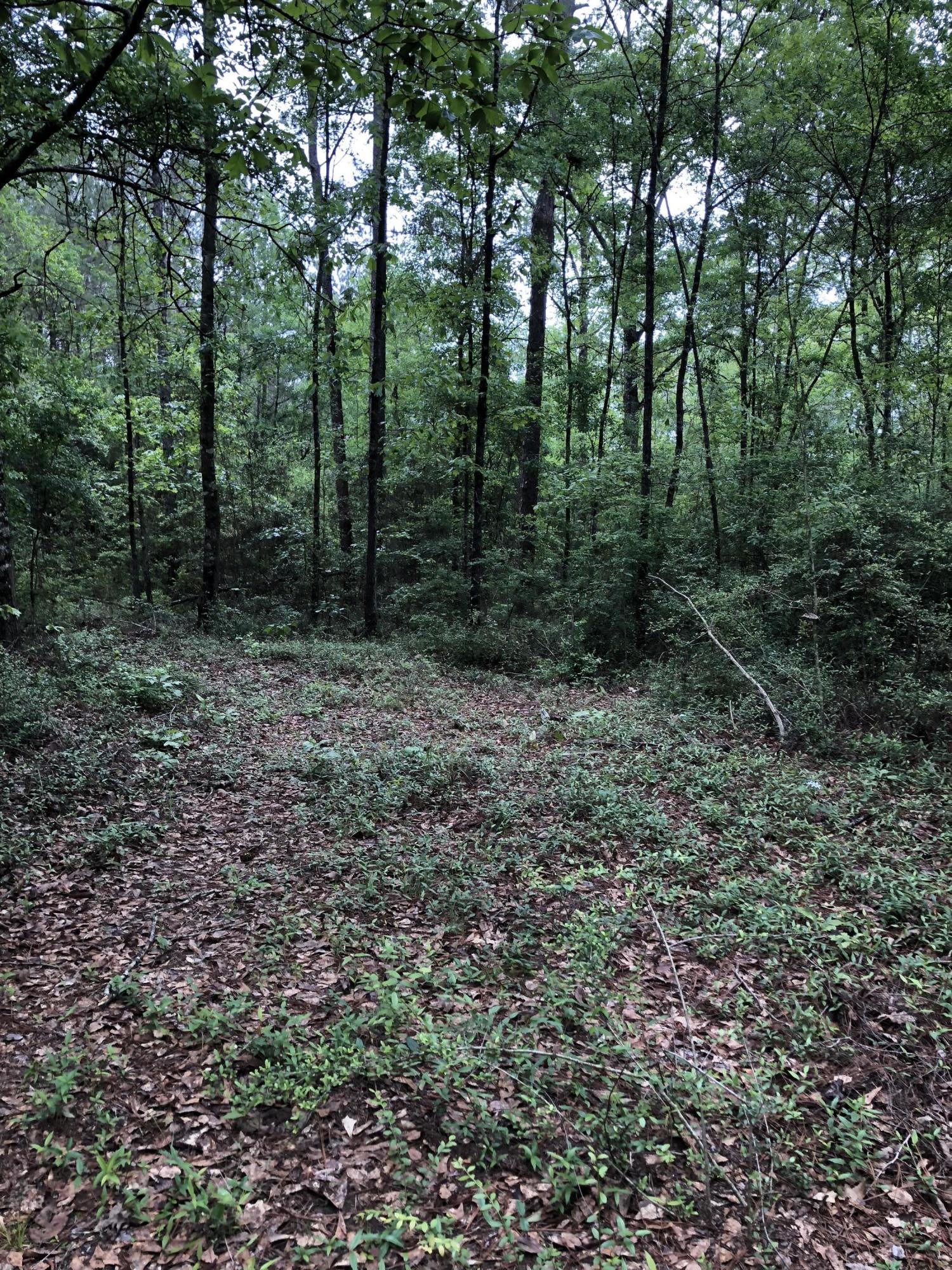 38-ac Henderson Bridge Road Opp, AL 36467 - Photo 6 of 25 a view of a forest that has large trees