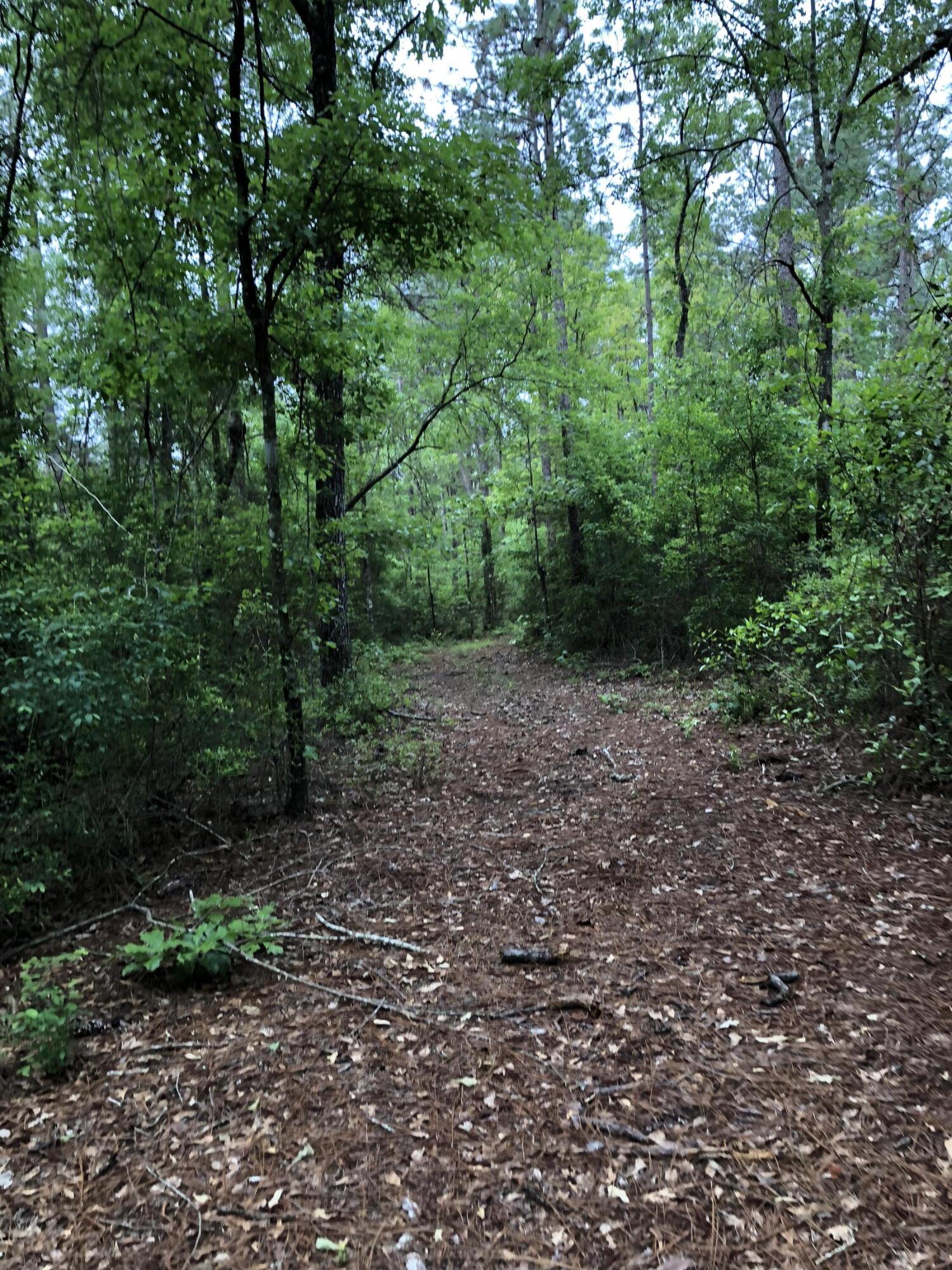 38-ac Henderson Bridge Road Opp, AL 36467 - Photo 7 of 25 a view of a forest with trees in the background
