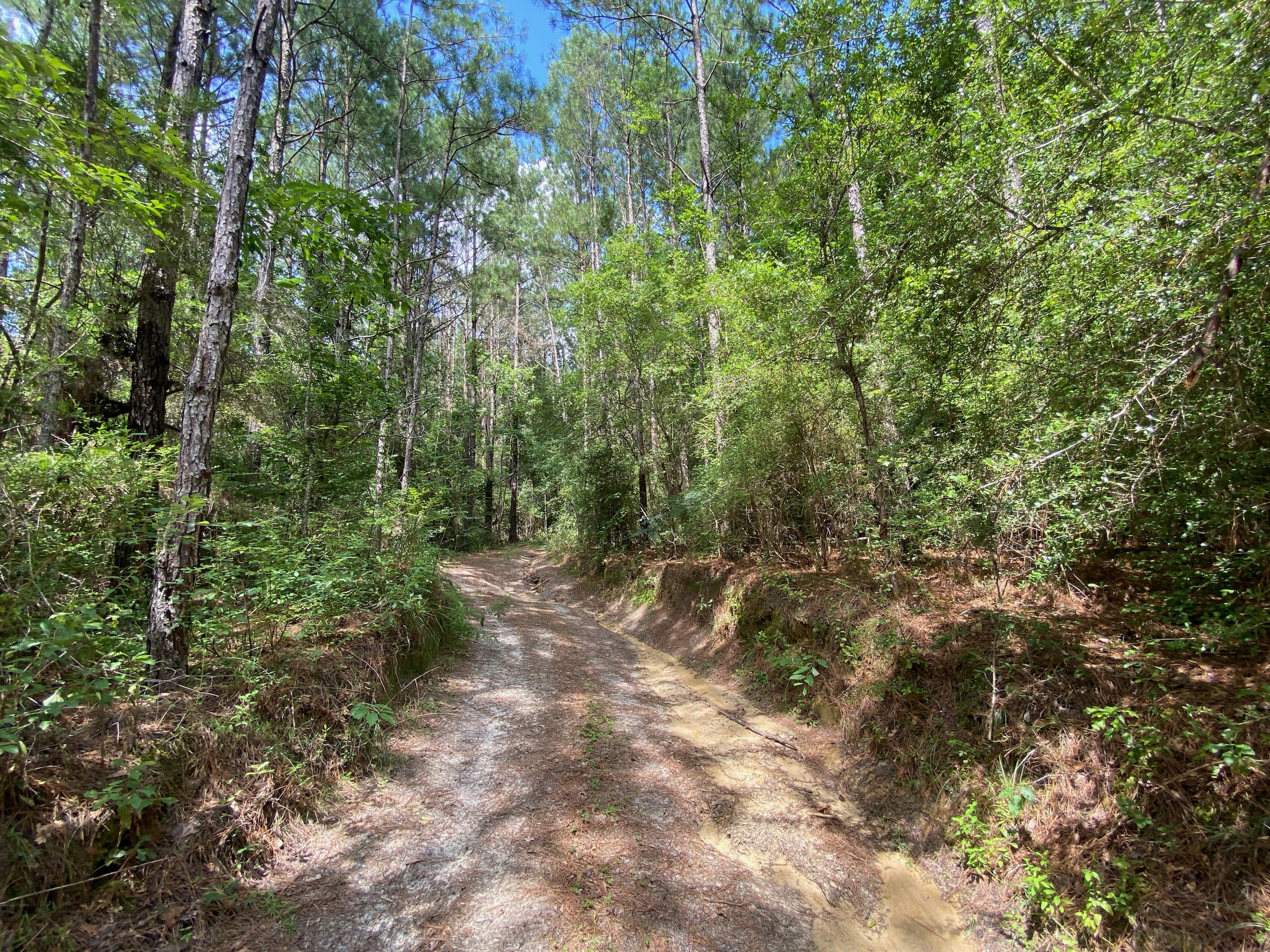 38-ac Henderson Bridge Road Opp, AL 36467 - Photo 8 of 25 a view of a forest with trees in the background