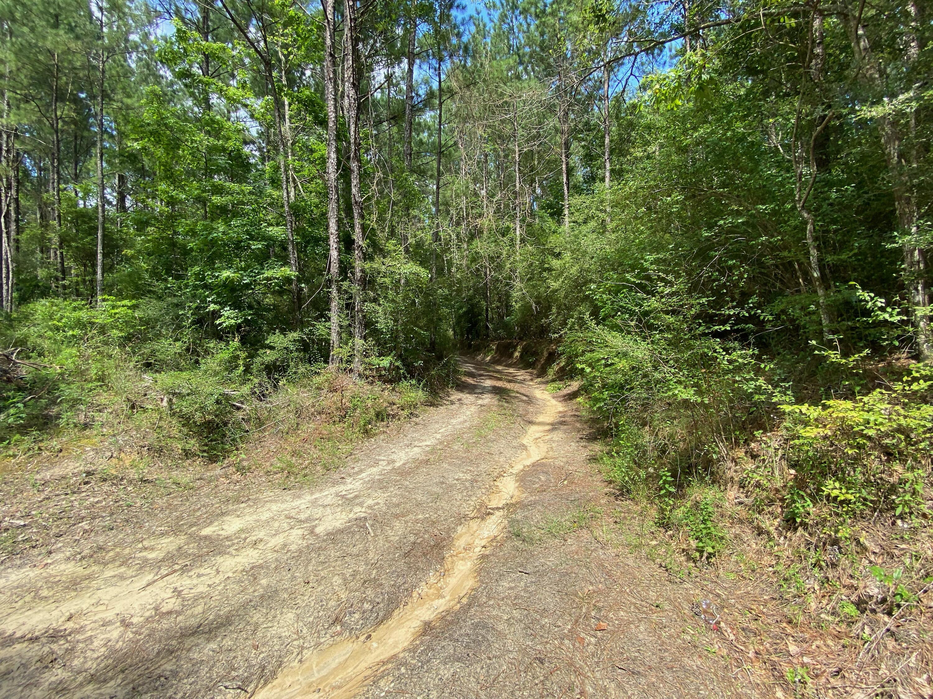 38-ac Henderson Bridge Road Opp, AL 36467 - Photo 10 of 25 a view of outdoor space and trees