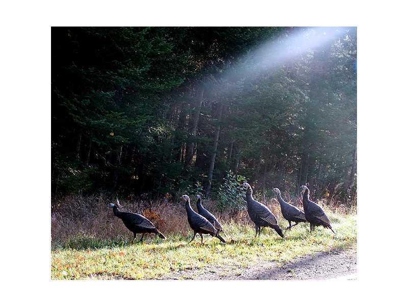 388 Boulder Road Danforth, ME 04424 - Photo 30 of 31 Other. Hunt, Explore Area!